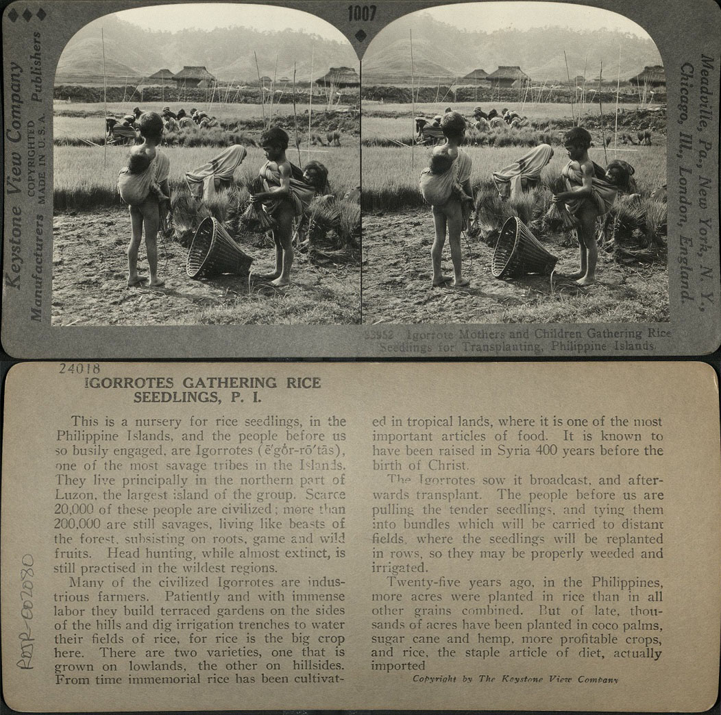 Igorrote [Igorot] Mothers and Children Gathering Rice Seedlings for Transplanting, Philippine Islands.